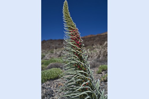 14 maggio Teide